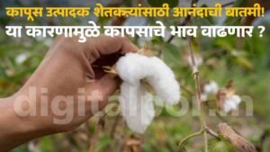 Cotton Market