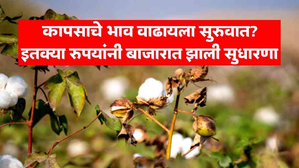 Cotton Market