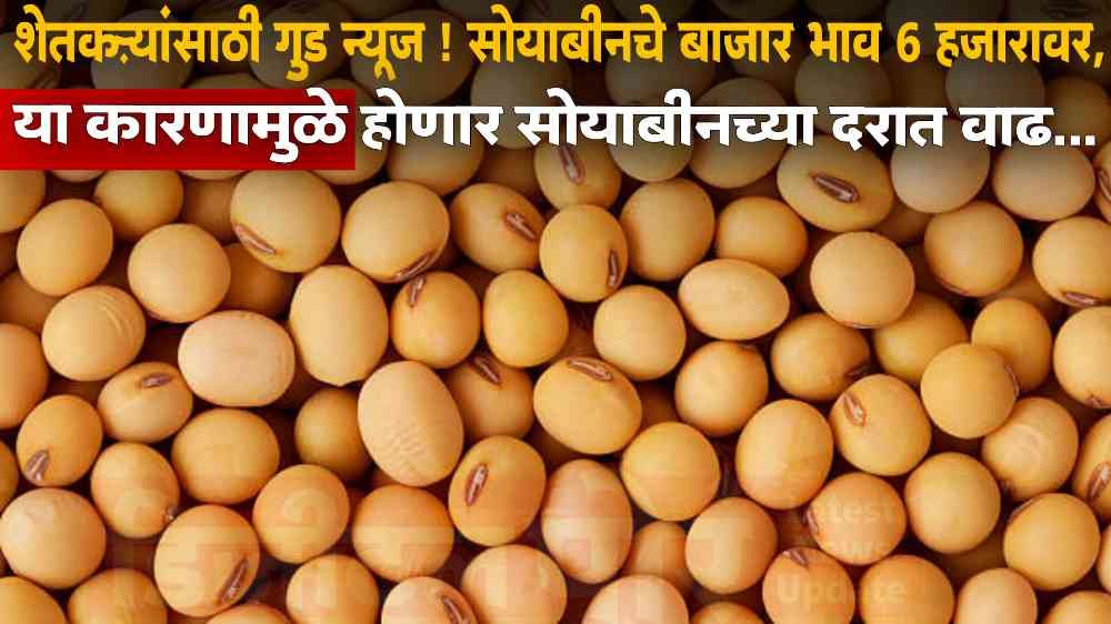 Soyabean Rate In Maharashtra