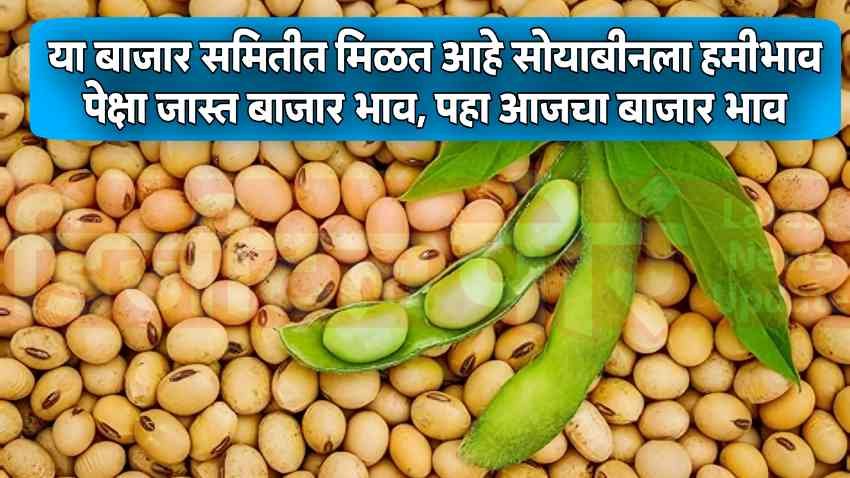 Soyabean Market Rate