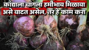 Onion Market In India