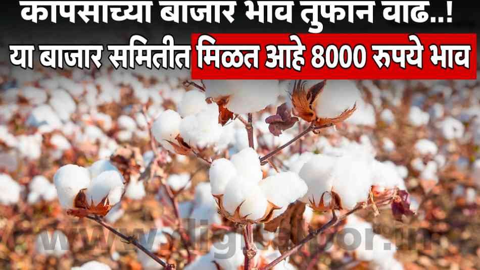 Cotton Market Today
