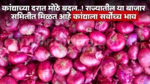 Onion Price Today