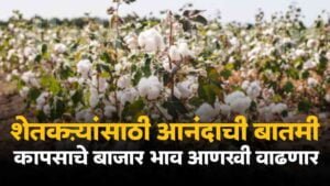 Cotton Rate