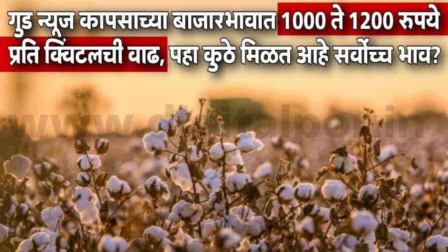 Today Cotton Rate