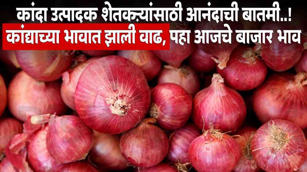 Onion Price Today