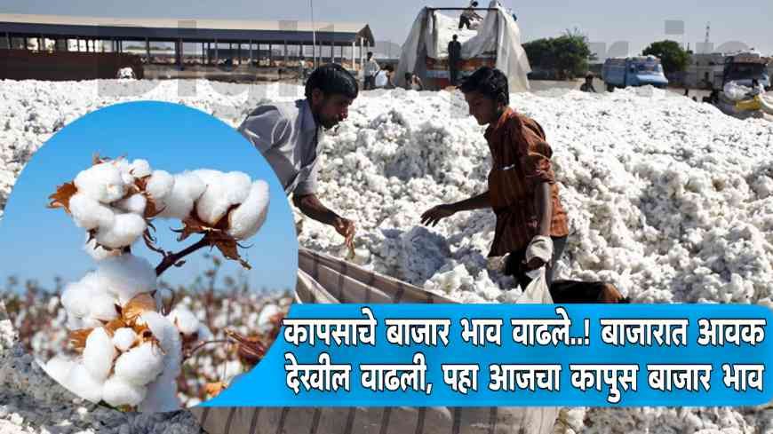 Cotton Market Price Today