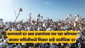 Cotton Market