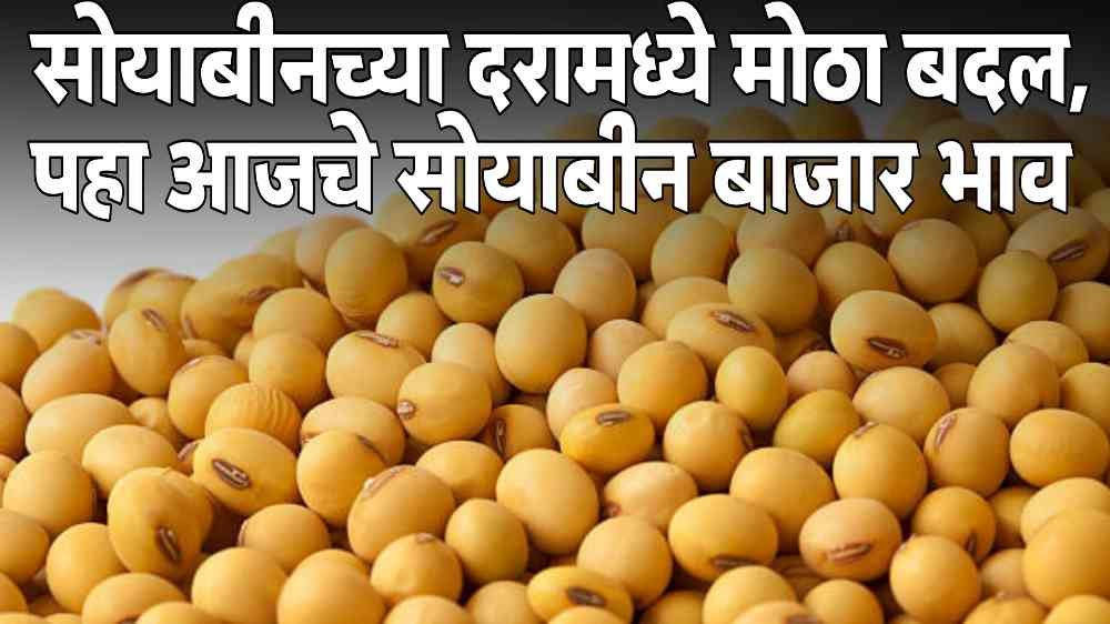 Soyabean Rate Today