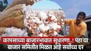 Cotton Market Price Today