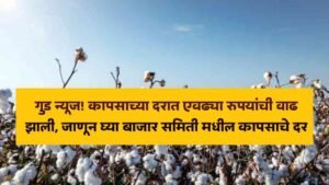 Cotton market price