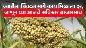 Sorghum Market Price