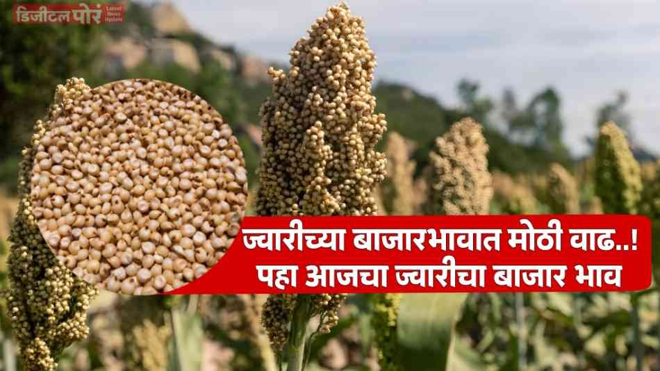 Sorghum Market Price