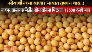 Soyabean Rate Today