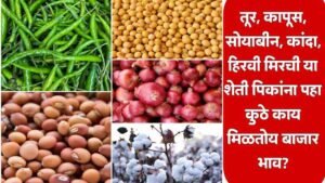 Agriculture Market Price