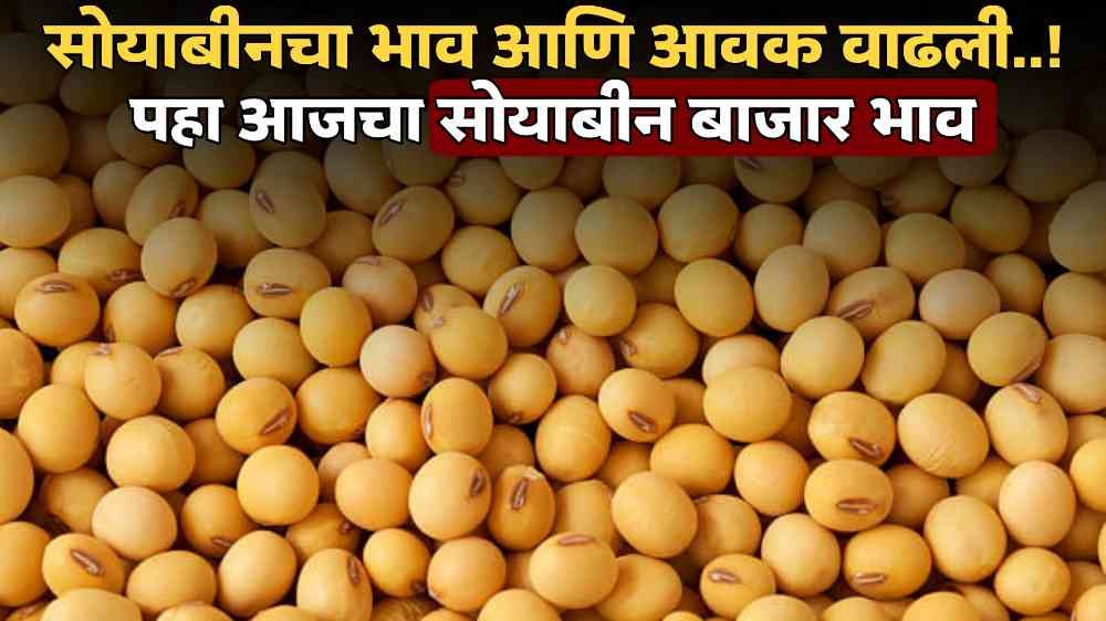 Soyabean Rate Today