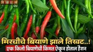 Chilli India