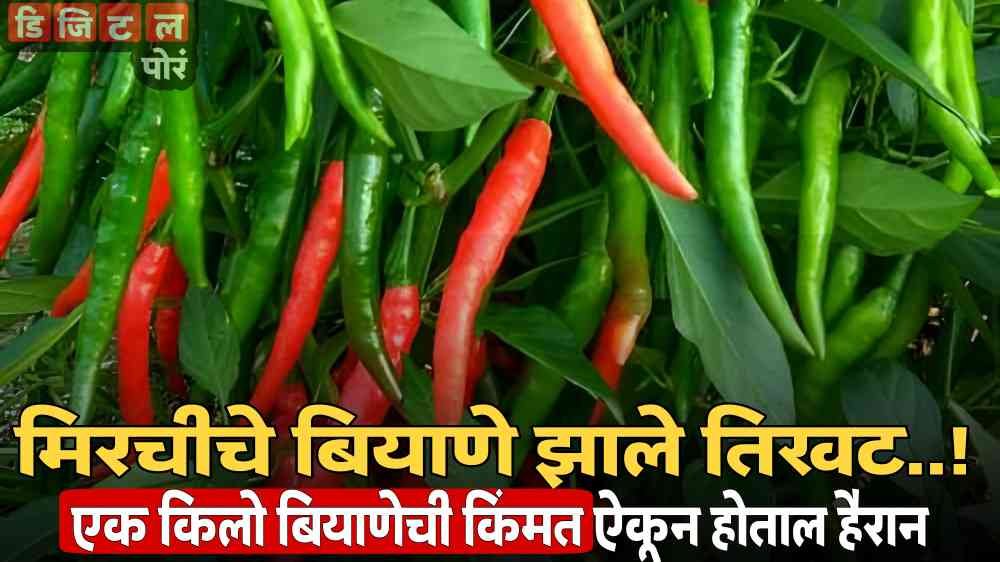 Chilli India