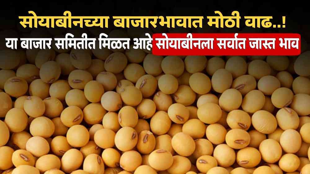 Soyabean Market Rate