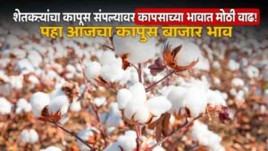 Cotton Market Price
