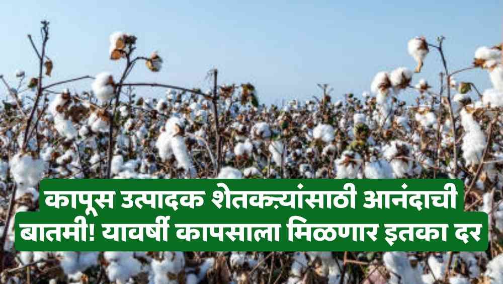 Cotton market price 2024