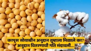 Cotton Soybean Subsidy