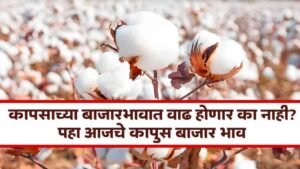 Cotton Market Price