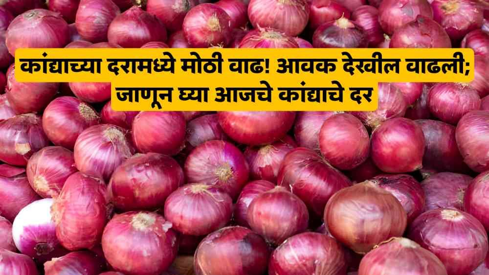 Onion price today