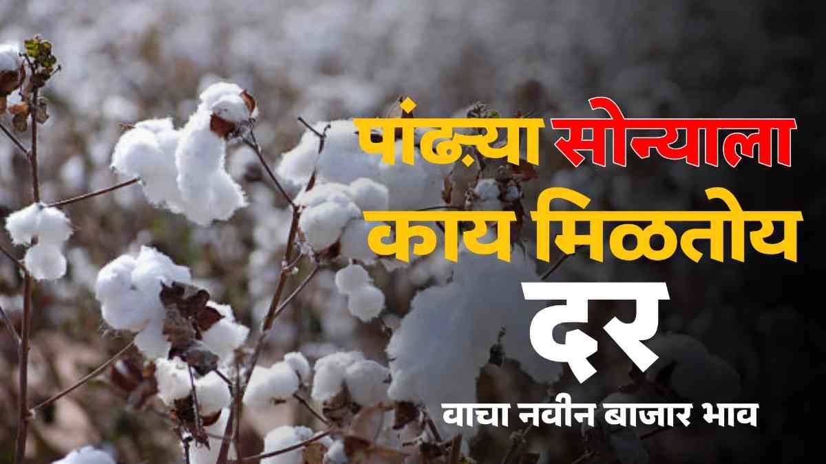 Cotton Market Rate