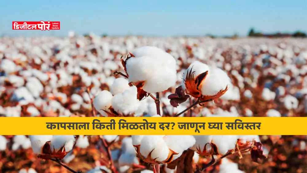 Cotton Market Price