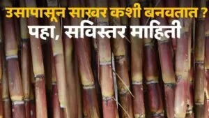Sugar Manufacturing Process Step by Step