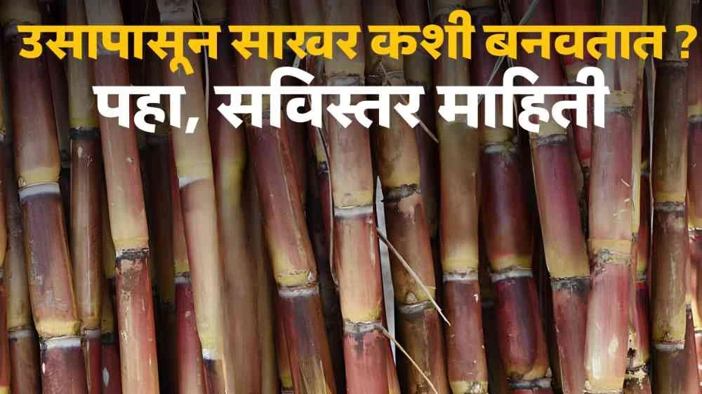 Sugar Manufacturing Process Step by Step